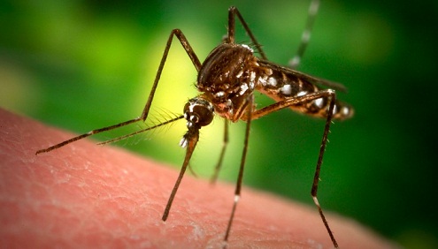 ¿Qué pasa cuando nos pica un mosquito?